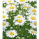 Paint by number Strateg PREMIUM White daisies with varnish and level size 30x40 cm (LY38)