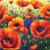 Painting by numbers Strateg   Field of poppies 50x50 cm (AA021)
