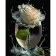 Картина по номерам Strateg ПРЕМИУМ Роза в стеклянной вазе на черном фоне размером 40х50 см (AH1001)