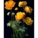 Painting by numbers Strateg PREMIUM Yellow Flowerson a black background 40x50 cm (AH1003)
