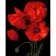 Painting by numbers Strateg PREMIUM Bright red poppieson a black background 40x50 cm (AH1016)
