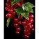 Painting by numbers Strateg PREMIUM Red Currants on a black background 40x50 cm (AH1019)