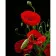 Painting by numbers Strateg PREMIUM Red Poppyon a black background 40x50 cm (AH1024)