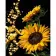 Painting by numbers Strateg PREMIUM Sunflowerson a black background 40x50 cm (AH1025)