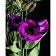 Картина по номерам Strateg ПРЕМИУМ Фиолетовые цветки на черном фоне размером 40х50 см (AH1036)