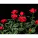 Картина за номерами Strateg ПРЕМІУМ Яскраві червоні троянди на чорному фоні розміром 40х50 см (AH1051)