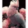 Paint by number Strateg Cockatoo in pink outfit on a black background size 40x50 cm (AH1109)