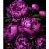 Paint by number Strateg Magic of purple peonies on a black background size 40x50 cm (AH1134)