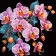 Картина по номерам Strateg ПРЕМИУМ Орхидея в изысканности на черном фоне размером 40х40 см (AV4040-39)