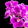 Paint by number Strateg PREMIUM Purple orchid on a black background size 40x40 cm (AV4040-81)