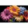 Paint by number Strateg PREMIUM Enchanting gerberas on a black background, size 50x25 cm (BH5025-10)