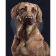 Paint by numbers Strateg PREMIUM Faithful dog size 40х50 sm (DY056)