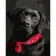 Paint by numbers Strateg PREMIUM Black labrador size 40х50 sm (DY061)