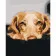 Paint by numbers Strateg PREMIUM Golden labrador size 40х50 sm (DY068)