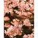 Paint by numbers Strateg PREMIUM Peach blossom size 40х50 sm (DY070)