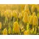 Paint by numbers Strateg PREMIUM Yellow tulips size 40х50 sm (DY090)