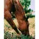 Paint by numbers Strateg PREMIUM Horse in the meadow size 40х50 sm (DY108)