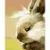 Paint by numbers Strateg PREMIUM Little hare size 40х50 sm (DY157)