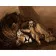 Paint by numbers Strateg PREMIUM Loss of a lion size 40х50 sm (DY199)