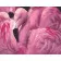 Paint by numbers Strateg PREMIUM Pink flamingo size 40x50 cm (DY229)