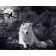 Картина за номерами Strateg ПРЕМІУМ Білий вовк розміром 40х50 см (DY245)