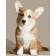 Paint by numbers Strateg PREMIUM Corgi dog size 40x50 cm (DY246)