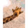 Paint by numbers Strateg PREMIUM An interesting giraffe size 40x50 cm (DY248)