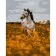 Paint by numbers Strateg PREMIUM Horse in the field size 40x50 cm (DY249)
