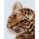 Paint by numbers Strateg PREMIUM Tiger cub size 40x50 cm (DY252)