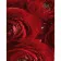 Paint by numbers Strateg PREMIUM Red flowers size 40x50 cm (DY258)