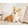 Paint by numbers Strateg PREMIUM Corgi on the couch size 40x50 cm (DY274)