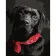 Paint by numbers Strateg PREMIUM Labrador with a red headband size 40x50 cm (DY288)