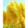 Paint by number Strateg PREMIUM Yellow feathers size 40x50 cm (DY353)