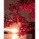 Paint by number Strateg PREMIUM Crimson sunset with varnish and with an increase in size 40x50 cm (DY427)
