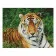 Алмазна мозаїка Преміум Погляд тигра 40х50 см FA10046
