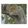 Алмазна мозаїка Преміум Леопард на дереві 40х50 см FA10050