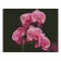 Алмазна мозаїка Преміум Рожеві орхідеї 40х50 см FA11877