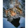 Diamond mosaic Premium FA20143 "Tiger on vacation", 40x50 cm