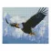 Алмазна мозаїка Преміум Гірський орел 40х50 см FA40090