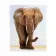 Алмазна мозаїка Преміум Величний слон 40х50 см FA40162