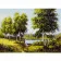 Diamond mosaic Premium FA40494 "Birch Grove", 40x50 cm