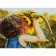 Diamond mosaic Premium FA40817 "Girl with a sunflower", 40x50 cm