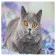 Diamond mosaic Premium GA0004 "Interested gray cat", 50x50 cm