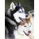  Diamond mosaic Strateg PREMIUM Siberian Huskies size 40x50 cm (GC75691)