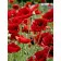  Diamond mosaic Strateg PREMIUM Magic field poppies size 40x50 cm (GC85946)