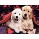  Diamond mosaic Strateg PREMIUM Cute puppies size 40x50 cm (GC85964)