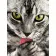  Diamond mosaic Strateg PREMIUM Gray cat size 40x50 cm (GC86038)