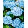  Diamond mosaic Strateg PREMIUM Hydrangea Nikko Blue size 40x50 cm (GC86116)