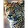  Алмазна мозаїка Strateg ПРЕМІУМ Погляд ягуара без підрамника розміром 40х50 см  (GC86121)