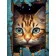  Diamond mosaic Strateg PREMIUM Kitten with blue eyes size 40x50 cm cr (GC86125)